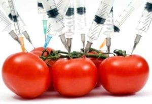 First GMO product Approved by FDA, the Flavr Savr Tomato, in spite of Repeated Warnings from FDA Scientists about Serious Health Risks