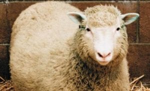 Dolly the Sheep, the World's First Live Cloned Mammal, is Born