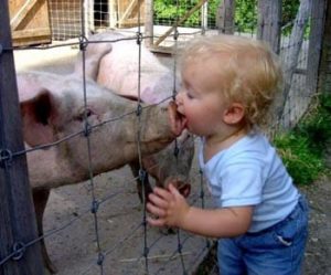 Obama Declares Swine Flu a National Emergency. Was the Swine Flu Pandemic Fact or Fiction?