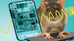 10 Year Toxicology Studies in Rats from 2G & 3G Cell Phone Radiation Results in Increased Risk for Cancer. FDA Concludes Rats Shouldn't Use Cell Phones