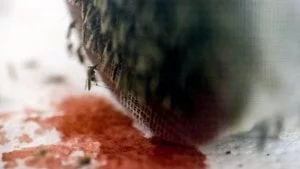 Gates Foundation-Funded GM Mosquitoes Designed to Alter Sexual Development Released in High-Security Lab Experiment