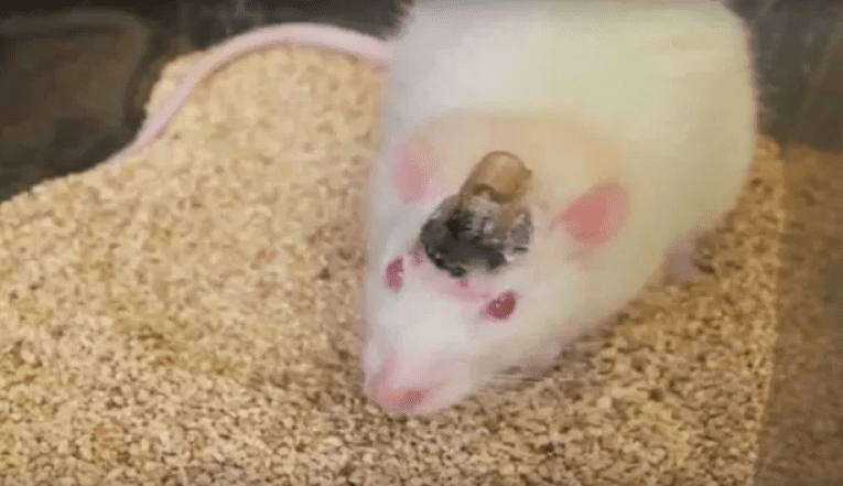 Scientists Create Mind-controlled Rats that can be Directed through a Maze by the Power of Human Thought