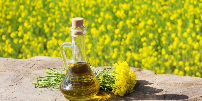 Canola Oil – HISTORY HEIST