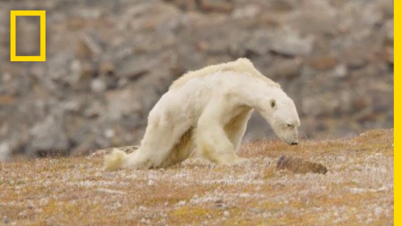 National Geographic puts out Super Viral Video of Polar Bear “Starving from Climate Change” which was Later Exposed as Fake News