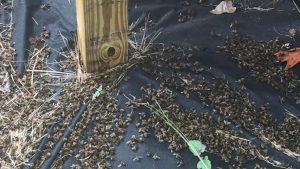 Pesticide kills millions of bees in S.C.
