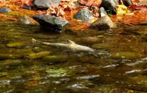 Study: Additive in Automobile Tires, not Climate Change, Killing West Coast Salmon