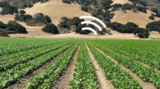 MIT Engineers Create Spinach That Act as Sensors and Wirelessly Send Emails