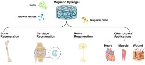Study: Advances On Magnetic Sensitive Hydrogels In Tissue Engineering