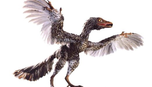 The Archaeoraptor Fraud of National Geographic Magazine (The Piltdown Chicken)