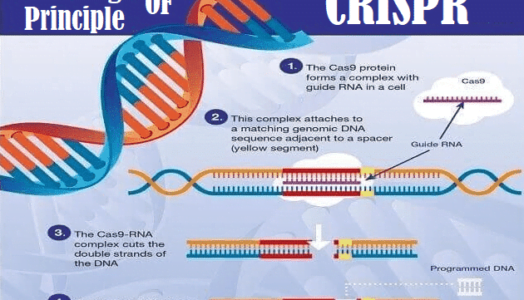 Technology Is Created to Use mRNA to Deliver CRISPR gene-editing