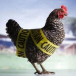 Report: Bird flu scam wipes out nearly 25 million birds nationwide