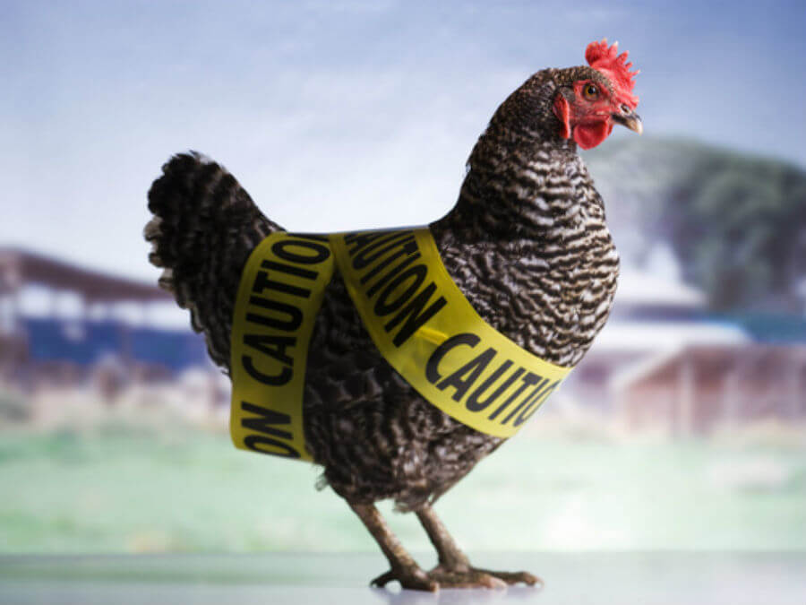 Report: Bird flu scam wipes out nearly 25 million birds nationwide