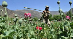 Taliban outlaw the production of poppies in Afghanistan