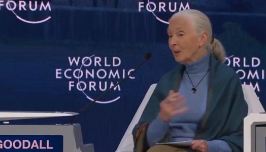 Davos: Jane Goodall says that global issues ‘wouldn’t be a problem’ if human population was 94% lower
