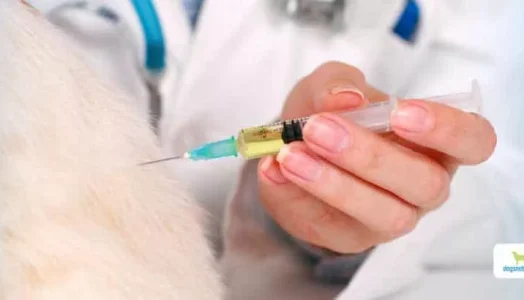Vaccines for Dogs