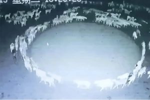 Massive Flock of Sheep Begin Walking in a Circle for more than a Dozen Days